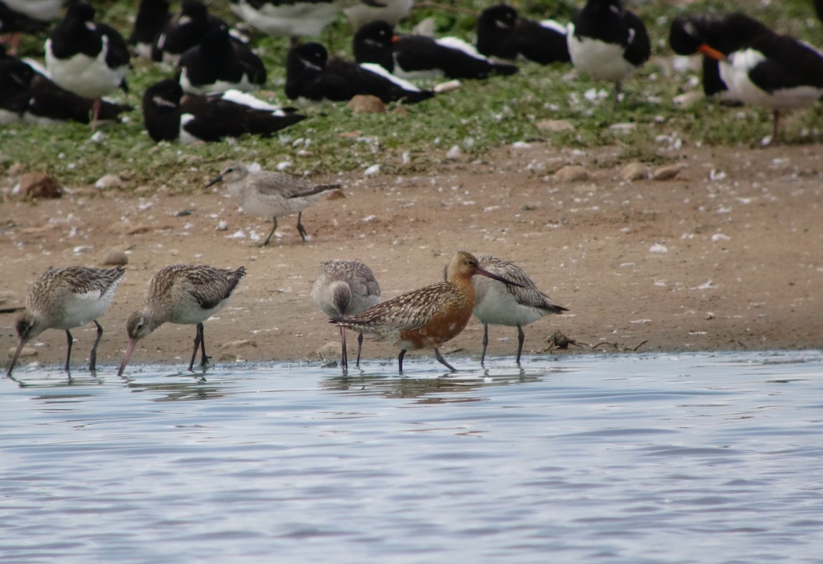 Bar-tailed Godwit - Gavin Thomas