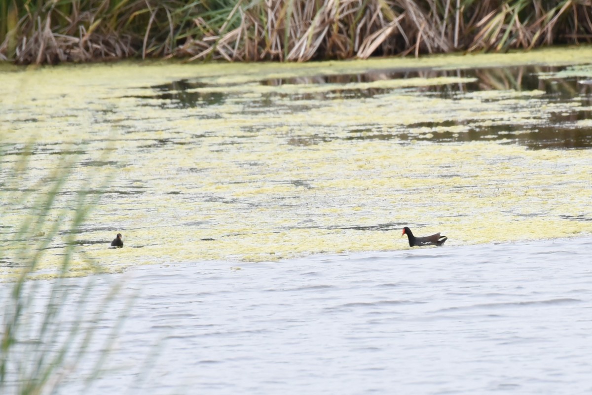 Common Gallinule - Bruce Mast