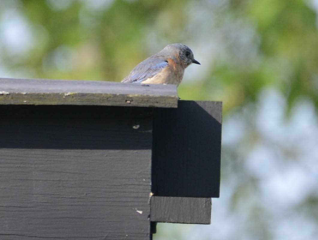 Eastern Bluebird - Huron Valley Audubon  Michigan