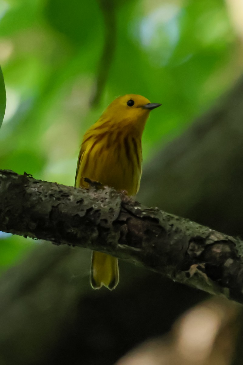 Yellow Warbler - Marc Goncher
