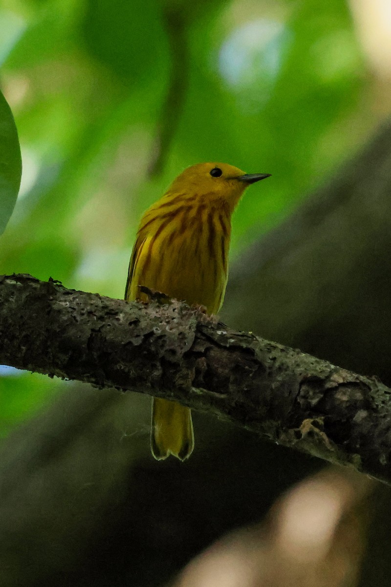 Yellow Warbler - Marc Goncher