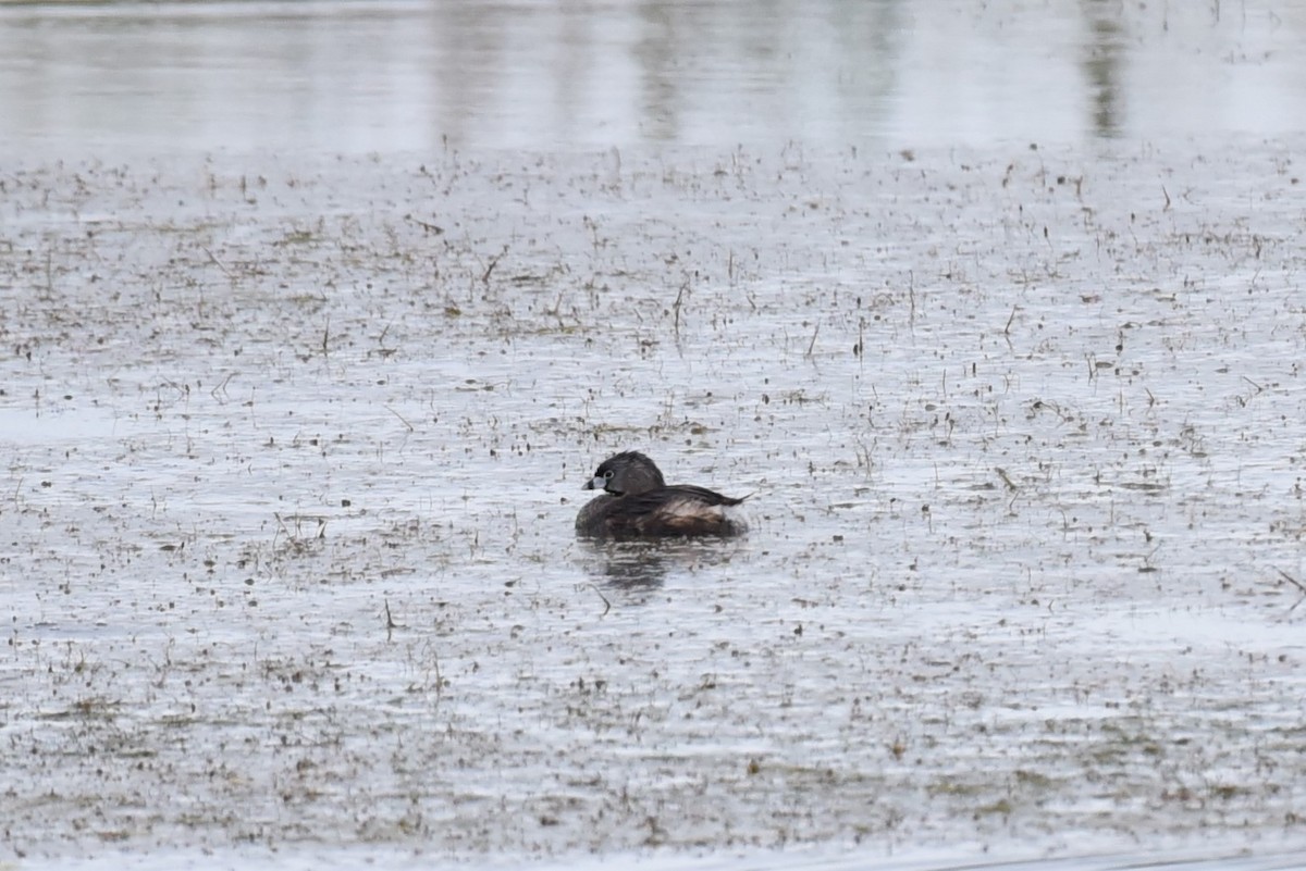 Pied-billed Grebe - Bruce Mast