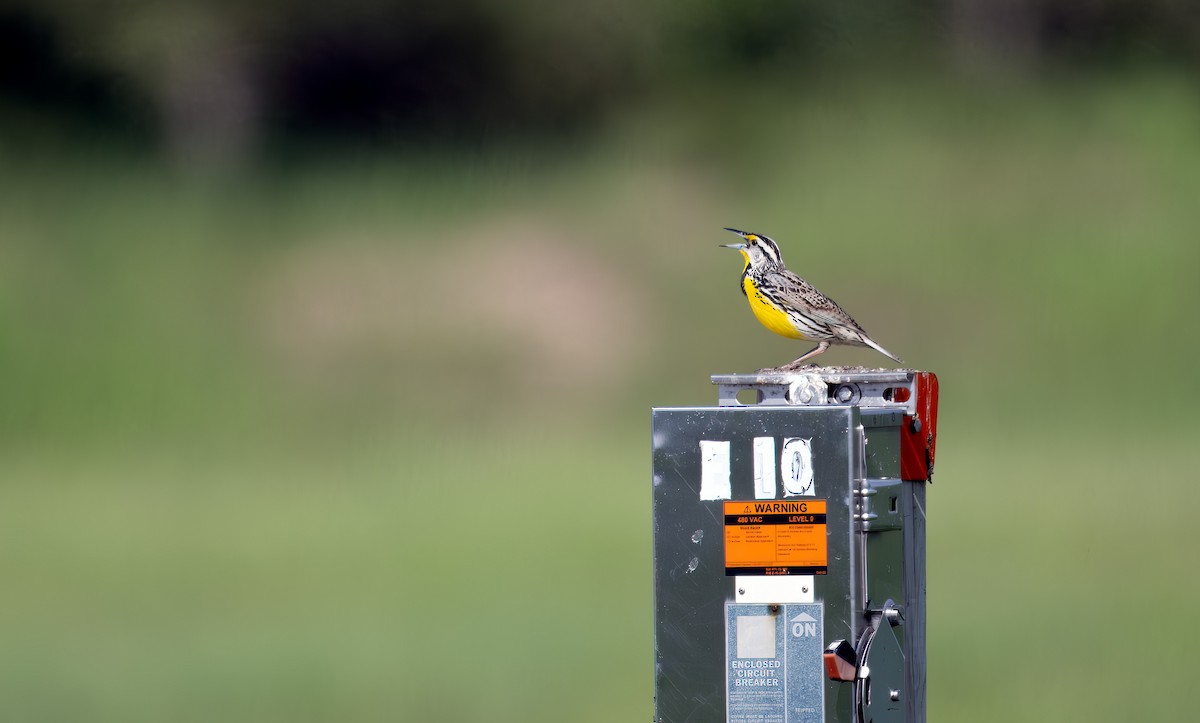 Eastern Meadowlark - Harvey Fielder