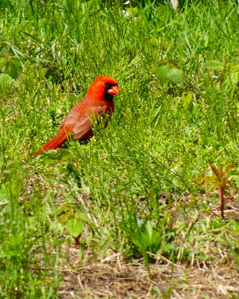 Cardinal rouge - ML619581293