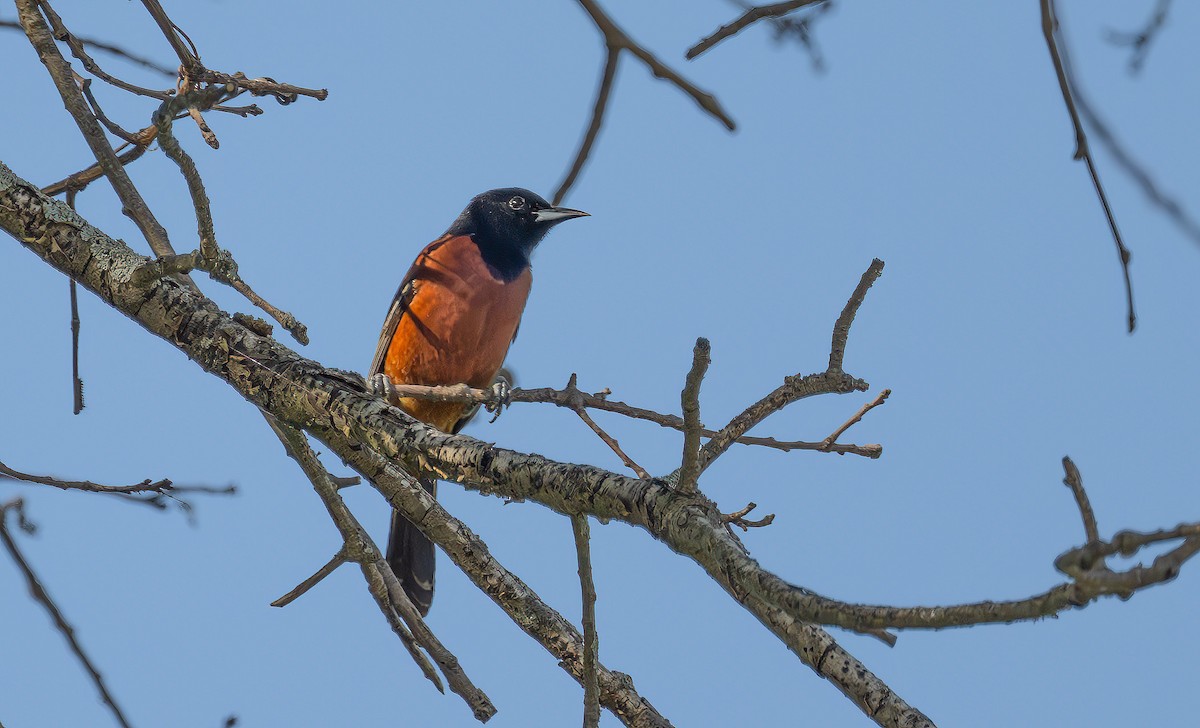 Orchard Oriole - Harvey Fielder