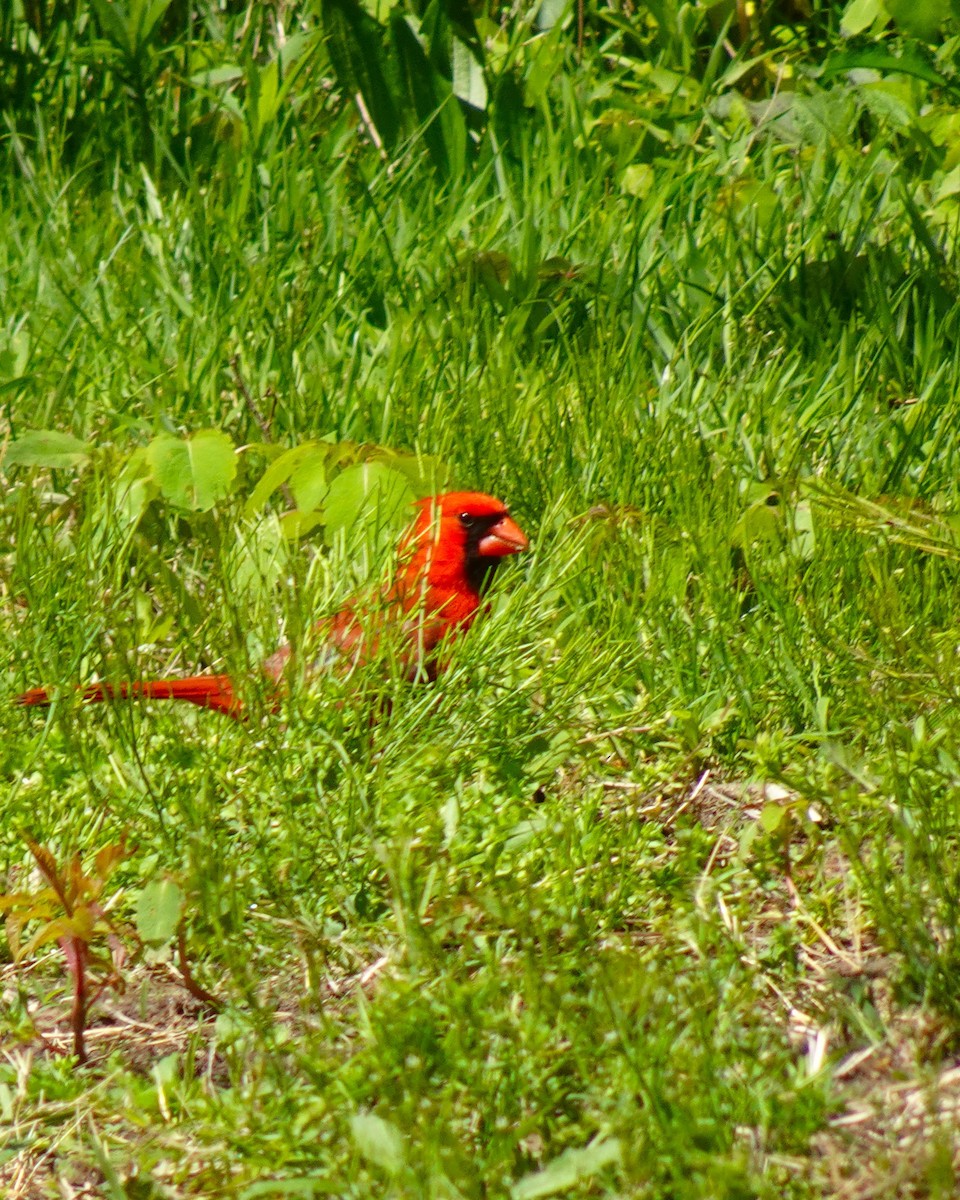 Cardinal rouge - ML619581295