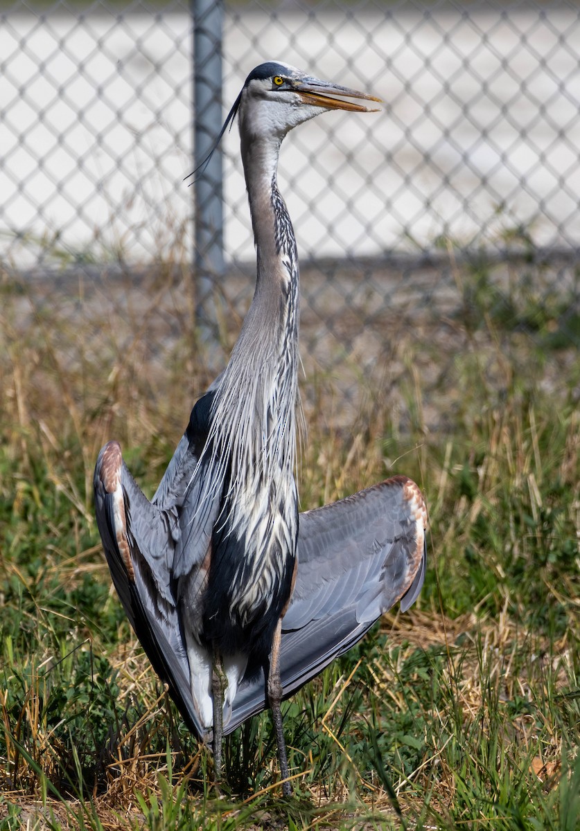 Great Blue Heron - Christine Jacobs