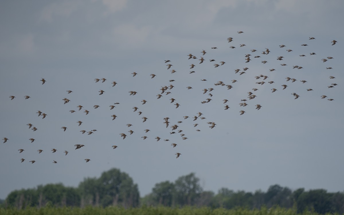 Dunlin - Justin Labadie