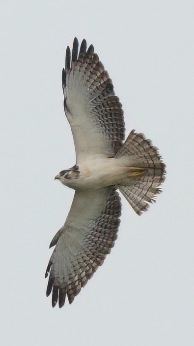 Short-tailed Hawk - Daniel Hinckley | samazul.com