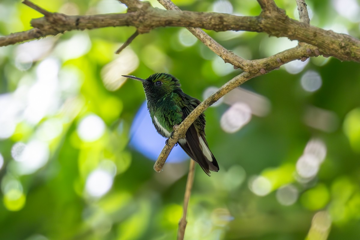 kolibřík zelenopláštíkový - ML619581311