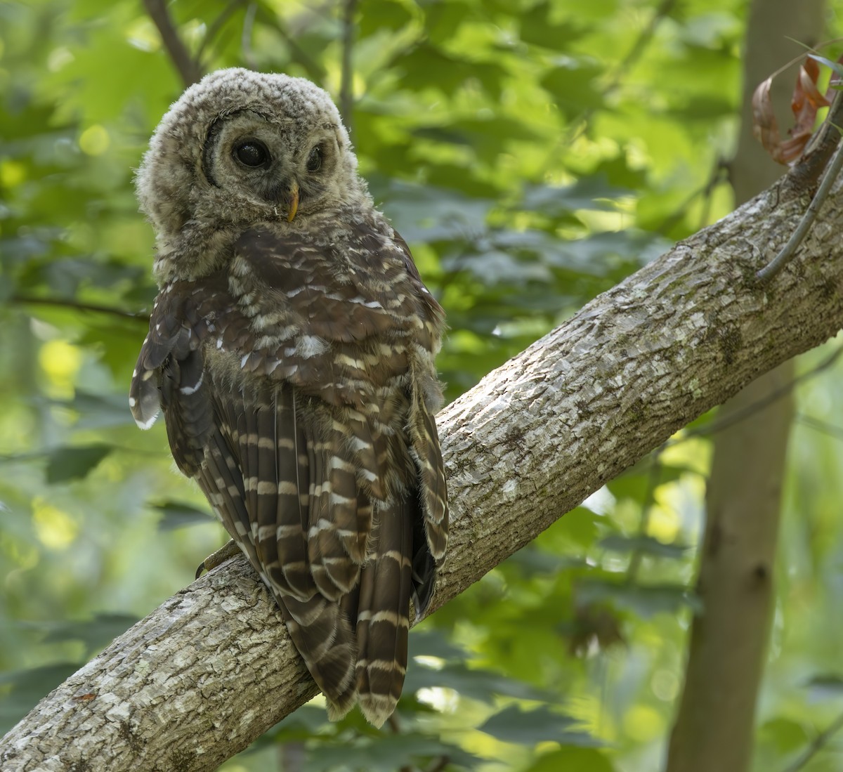 Barred Owl - barbara taylor