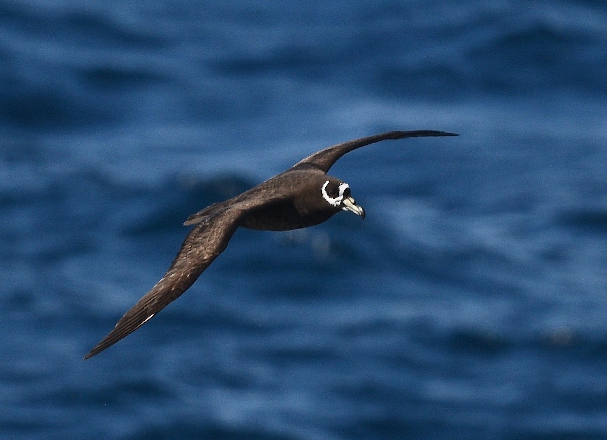 Spectacled Petrel - Win Ahrens