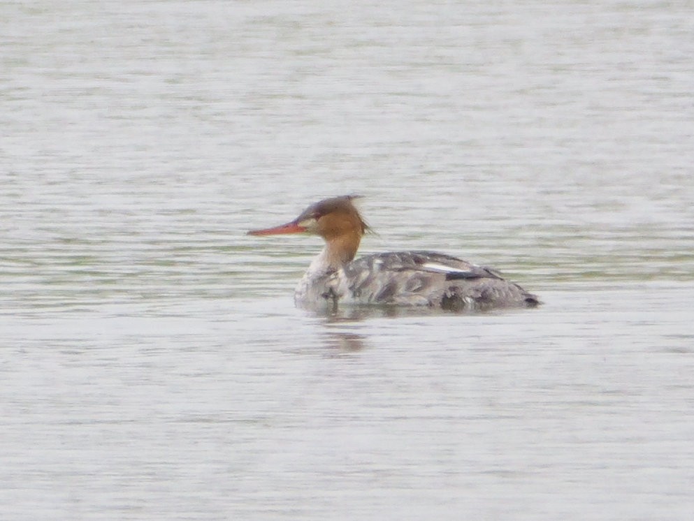 Red-breasted Merganser - Michael Werner