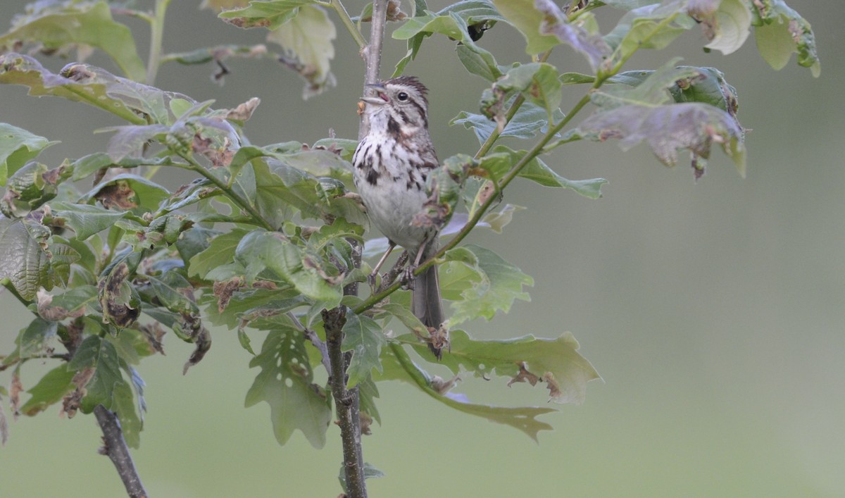 Song Sparrow - Huron Valley Audubon  Michigan