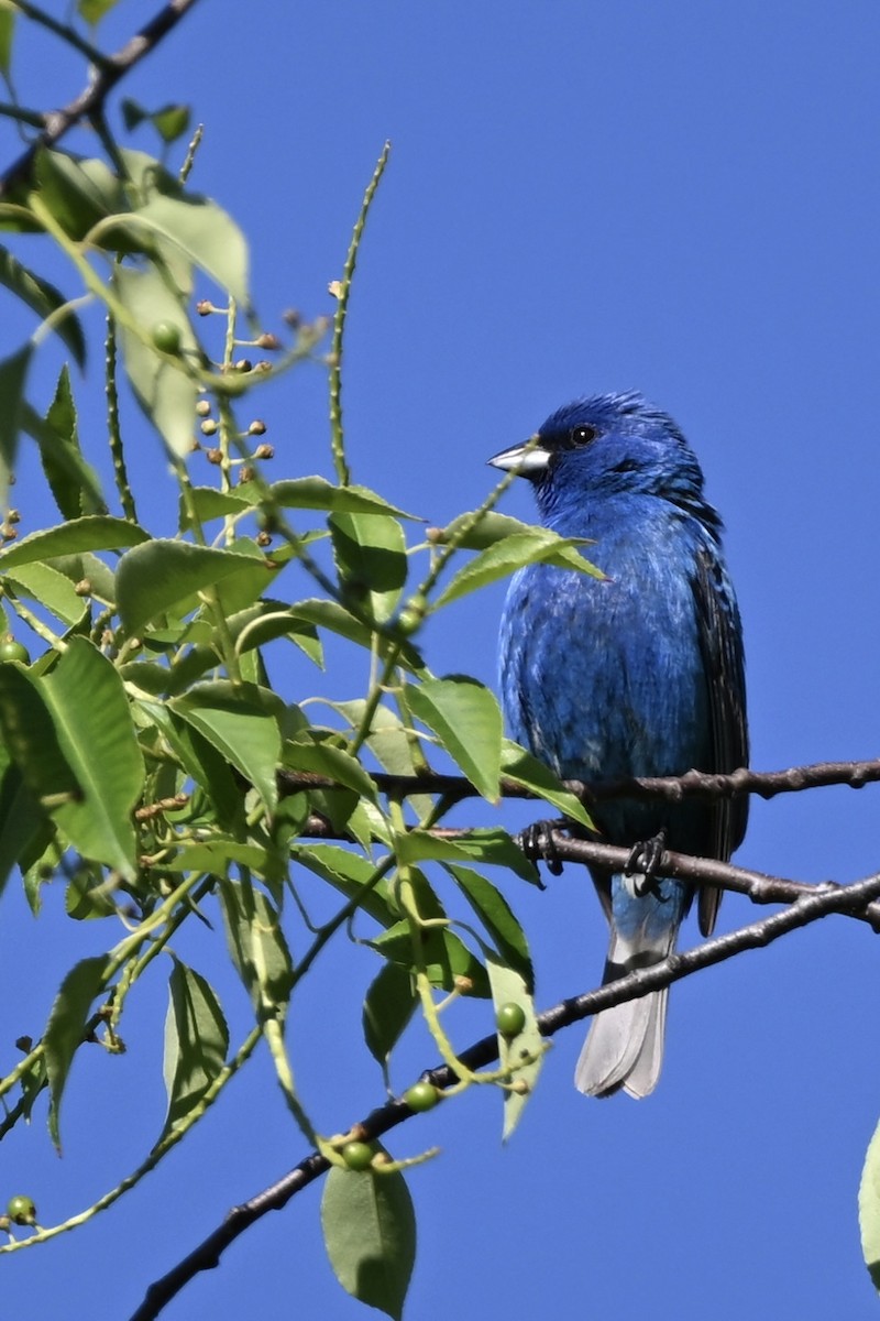 Indigo Bunting - Matthew John Rice