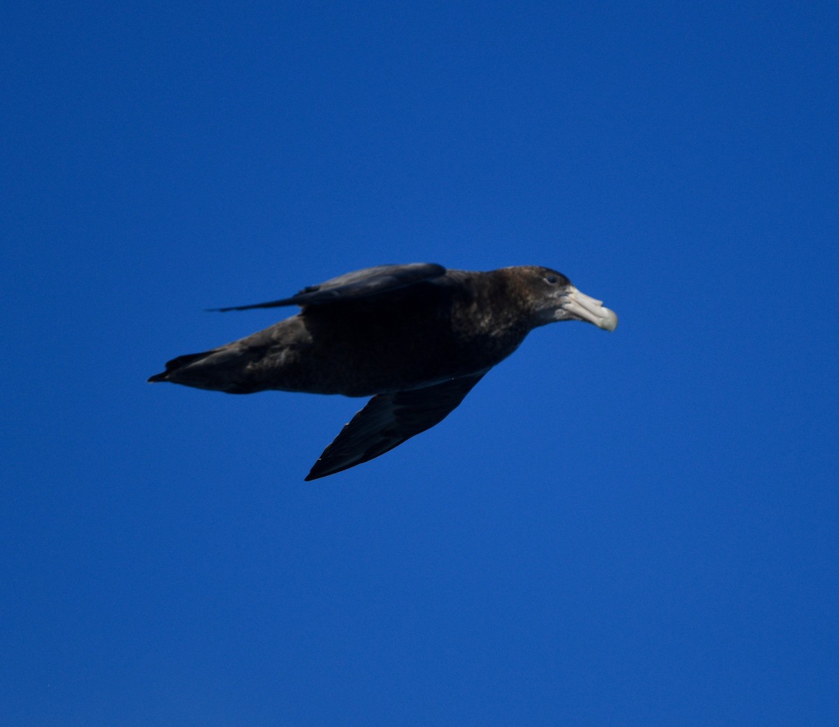 Southern Giant-Petrel - Win Ahrens