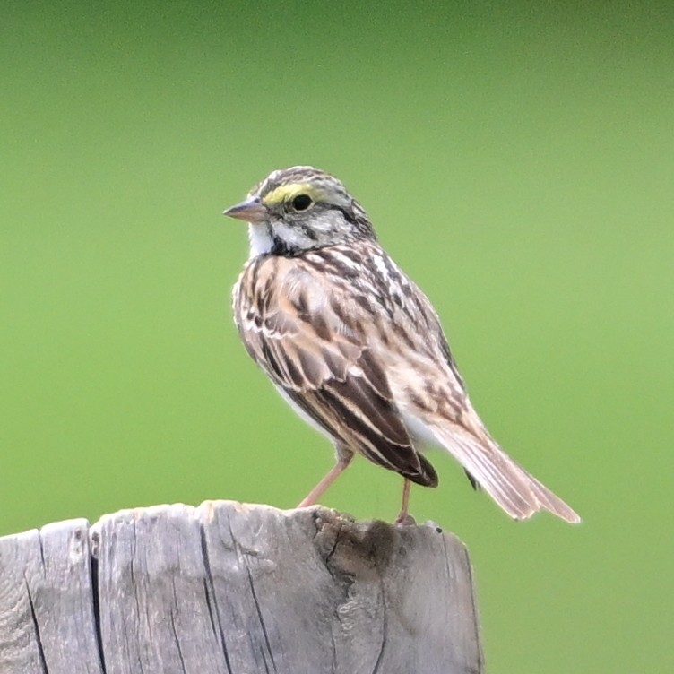 Savannah Sparrow - Bruce Raup