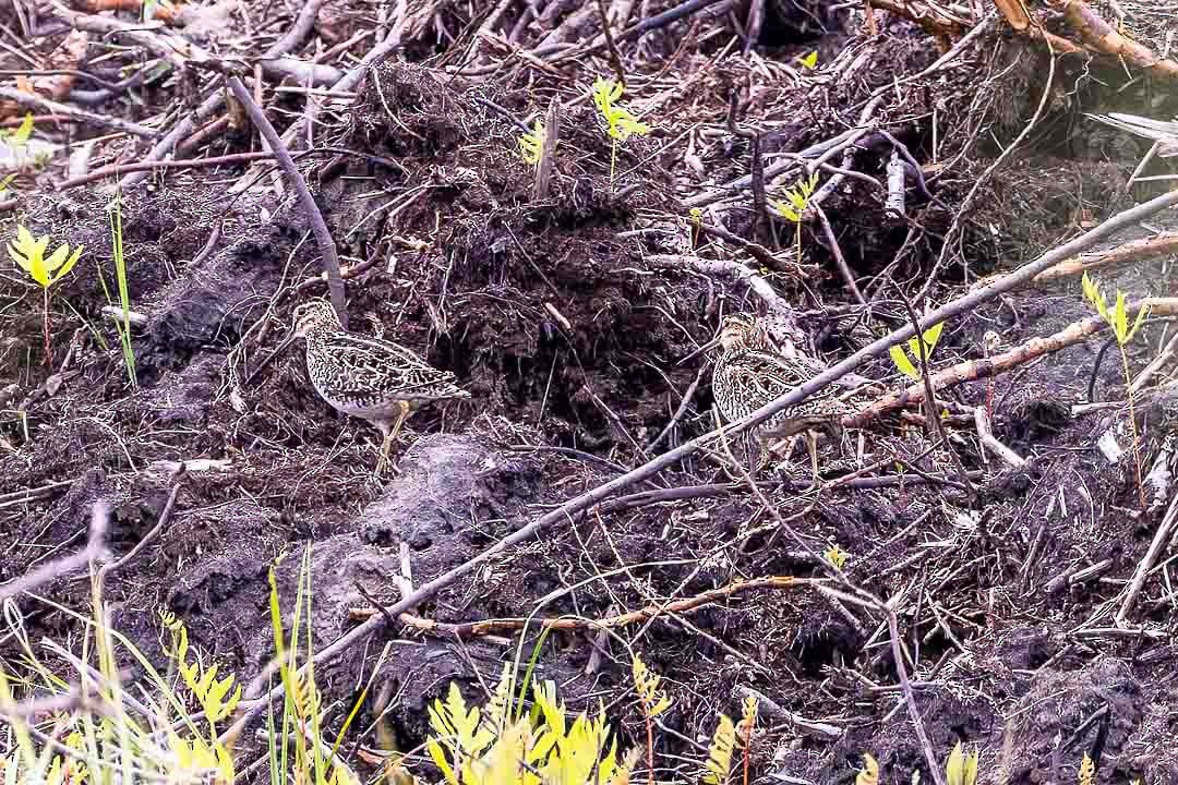 Wilson's Snipe - Sheri Minardi