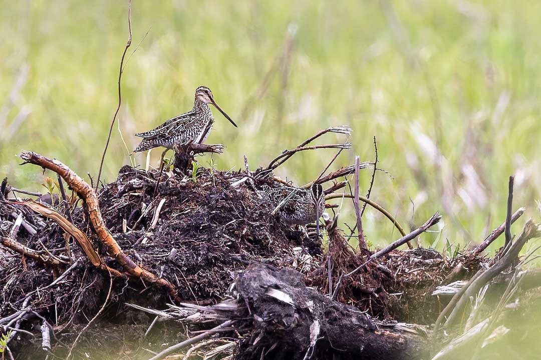 Wilson's Snipe - Sheri Minardi