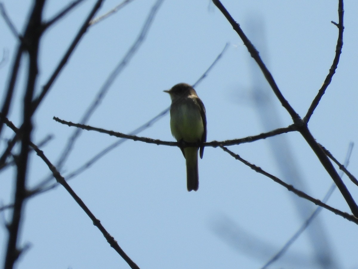 Alder Flycatcher - L Falardeau