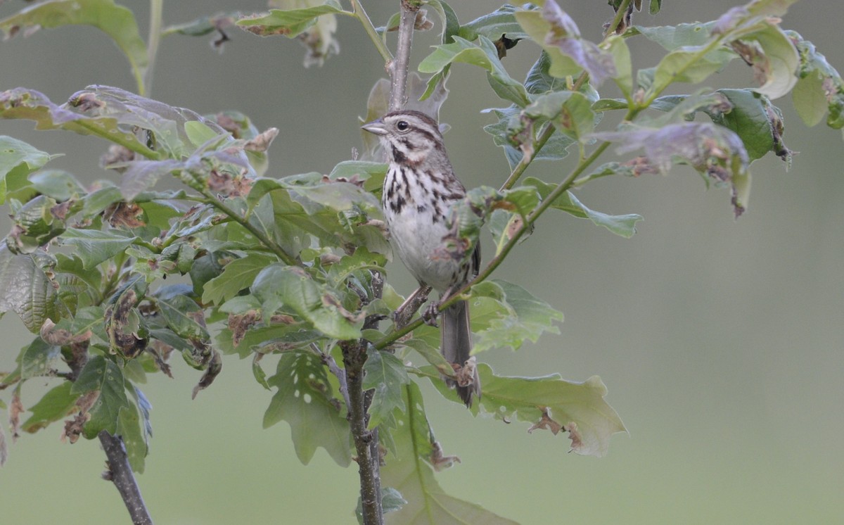 Song Sparrow - Huron Valley Audubon  Michigan