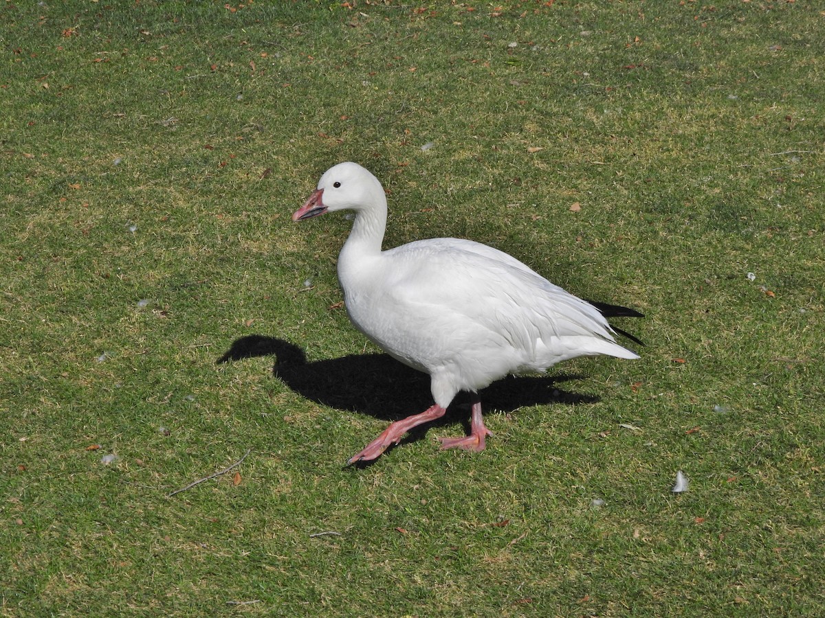 Snow Goose - Steve Hosmer