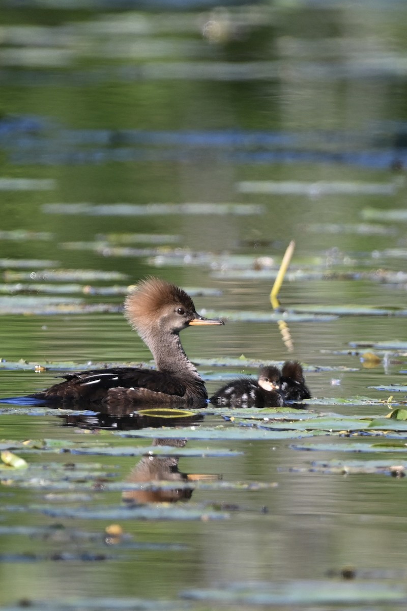 Hooded Merganser - Matthew John Rice