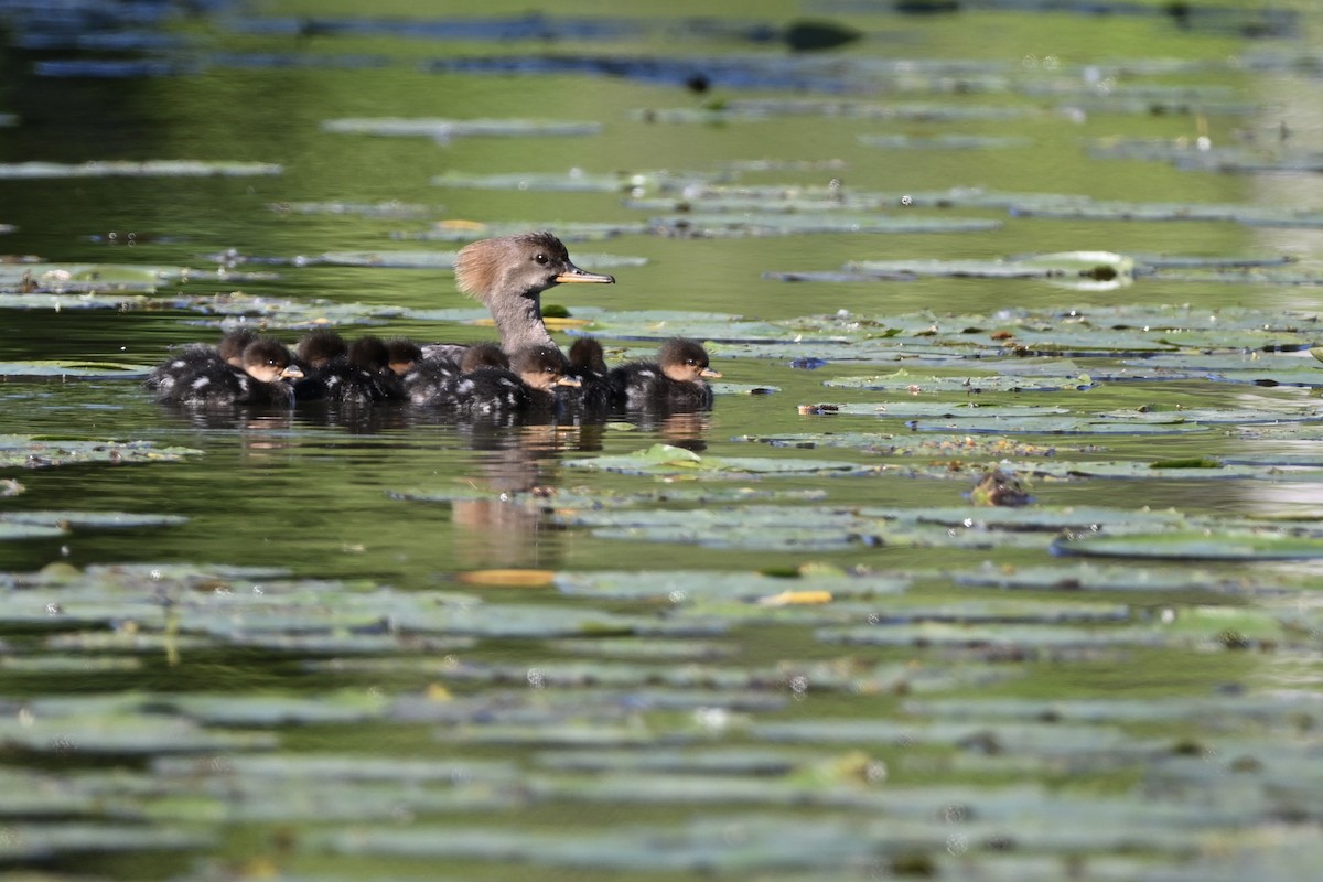 Hooded Merganser - ML619581349