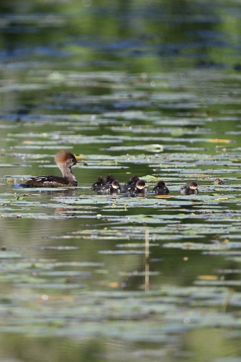 Hooded Merganser - Matthew John Rice