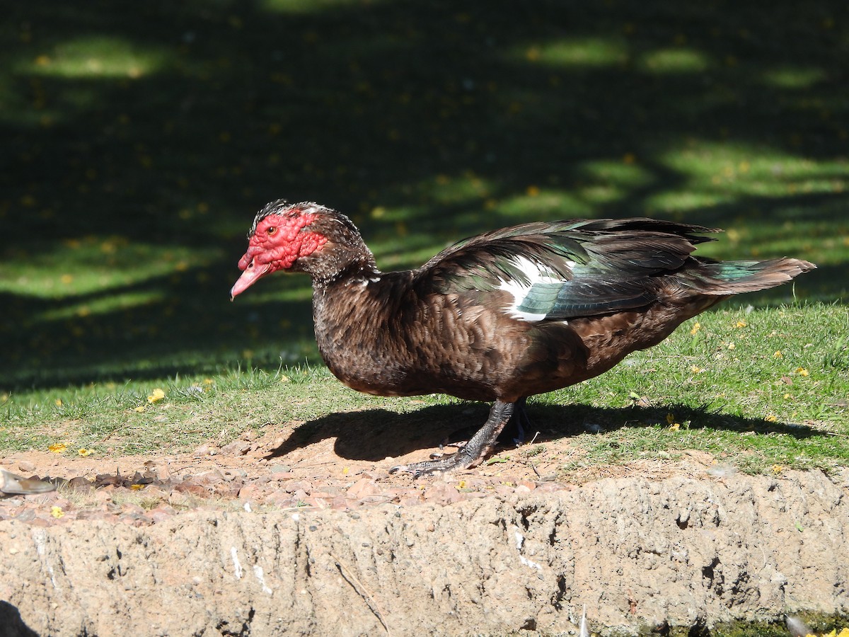 Muscovy Duck (Domestic type) - Steve Hosmer