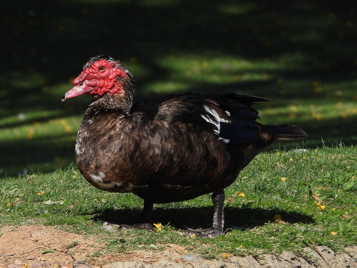 Muscovy Duck (Domestic type) - Steve Hosmer