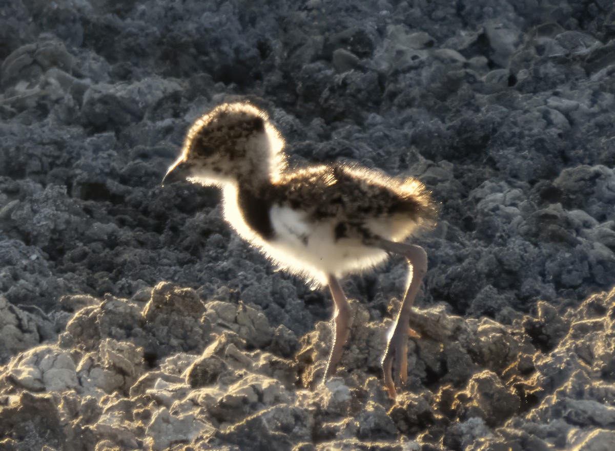 Southern Lapwing - ML619581368