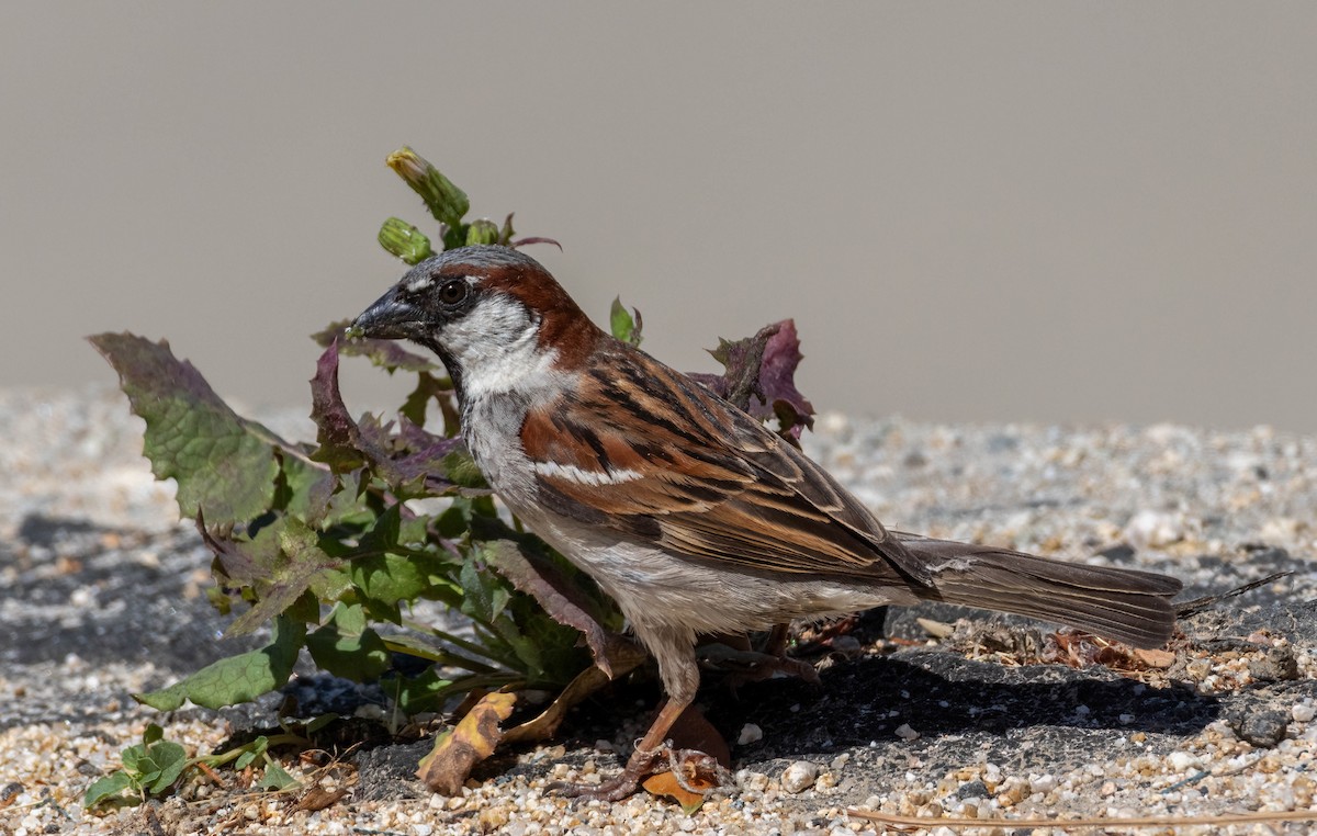 House Sparrow - Christine Jacobs