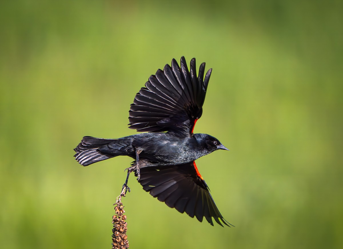 Red-winged Blackbird - Harvey Fielder