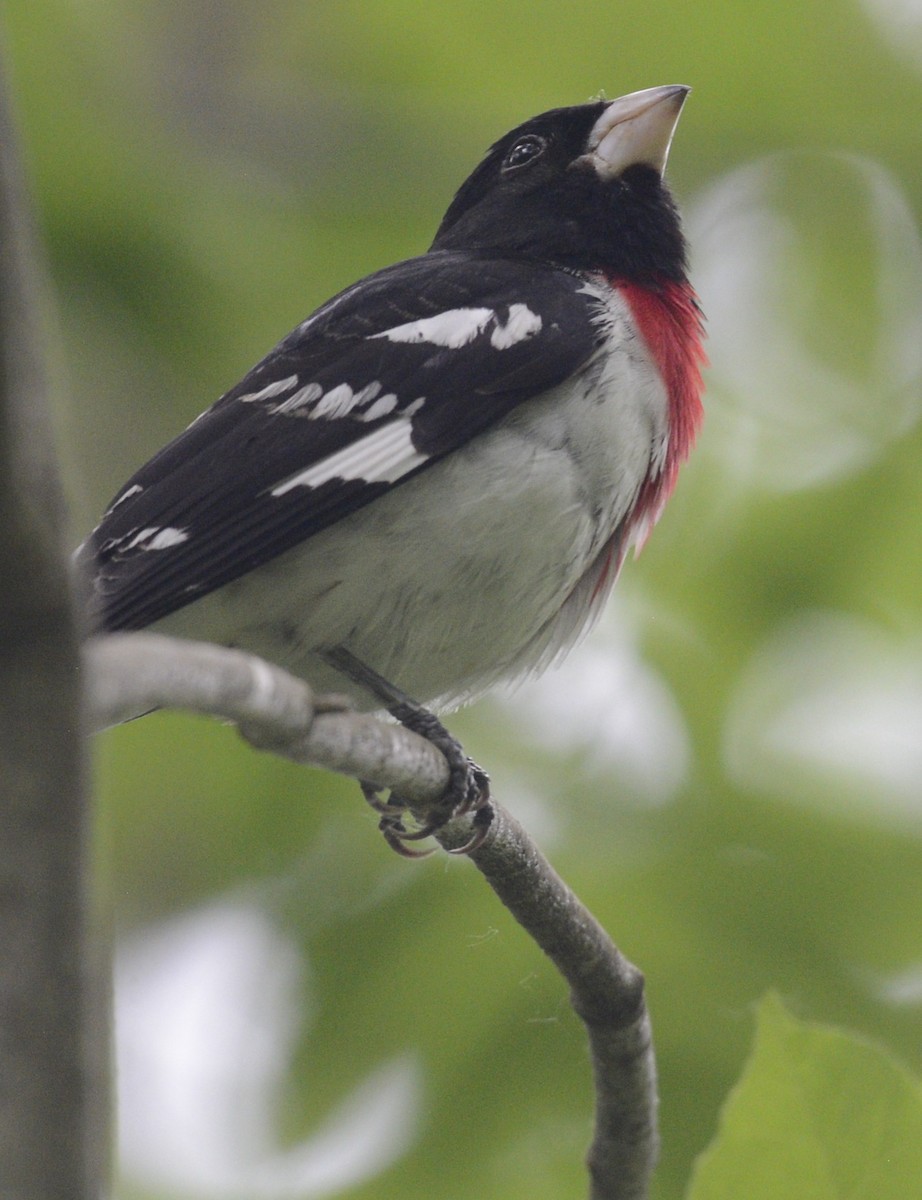 Rose-breasted Grosbeak - Huron Valley Audubon  Michigan