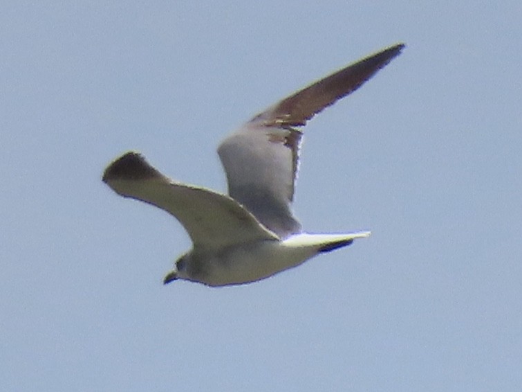 Laughing Gull - Ruben  Stoll