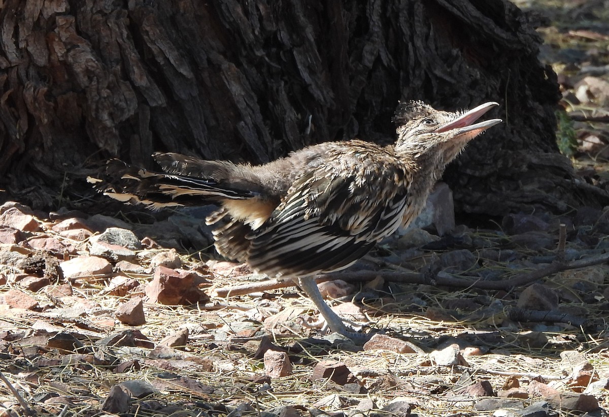 Greater Roadrunner - Steve Hosmer