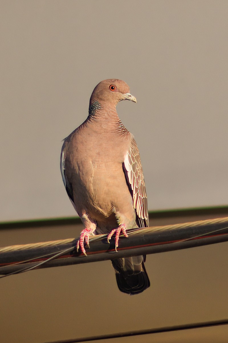 Picazuro Pigeon - Dirk Engelen