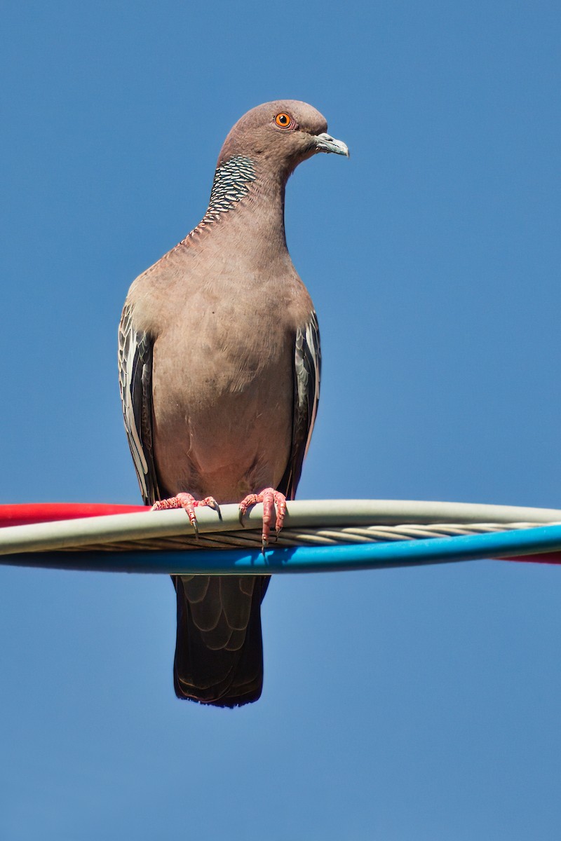 Picazuro Pigeon - Dirk Engelen