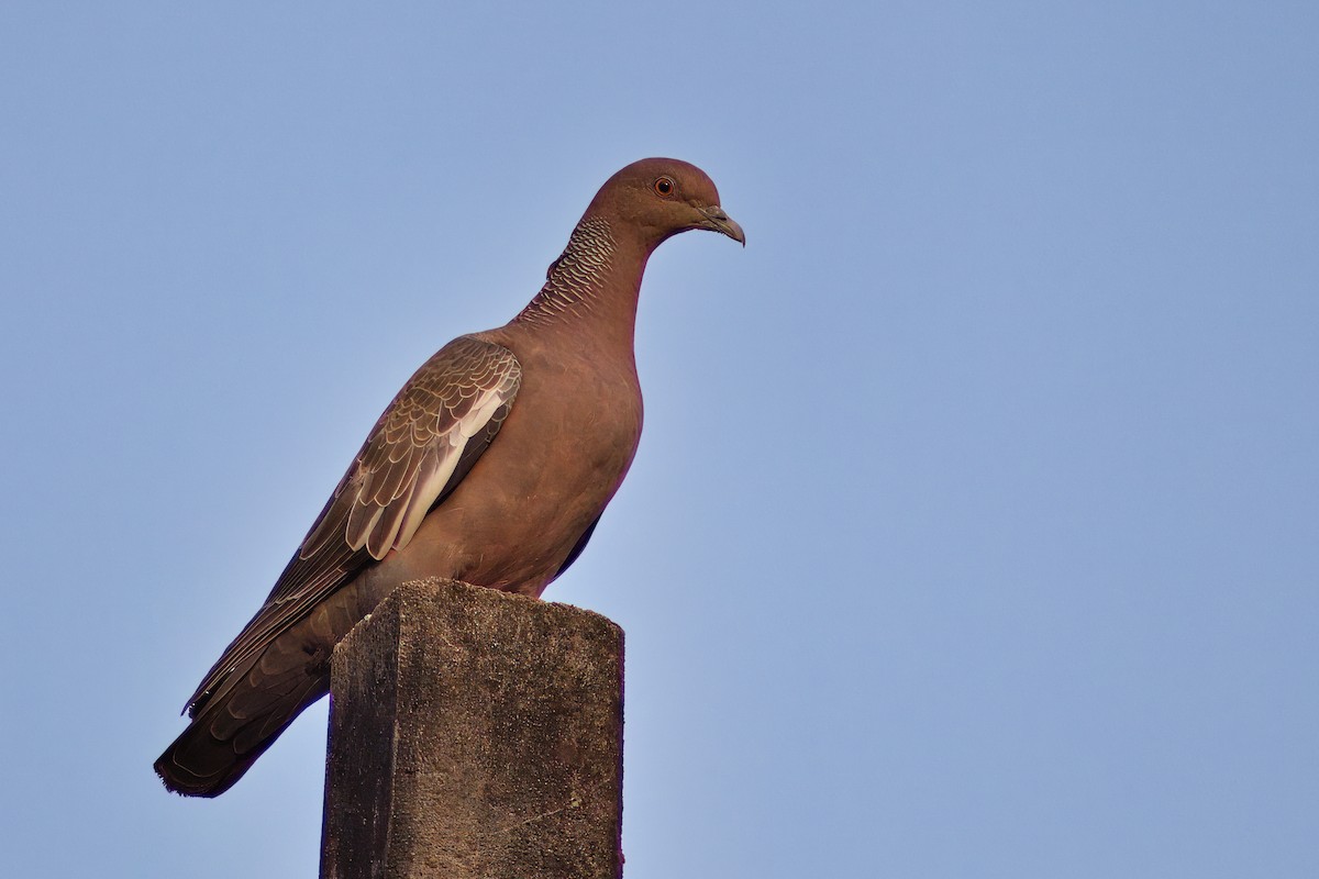 Picazuro Pigeon - Dirk Engelen