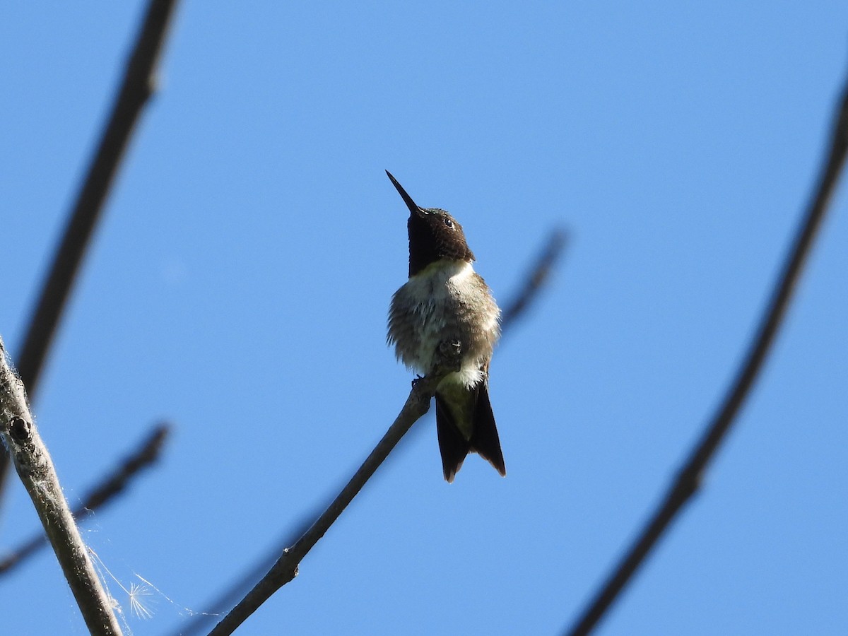 Ruby-throated Hummingbird - L Falardeau