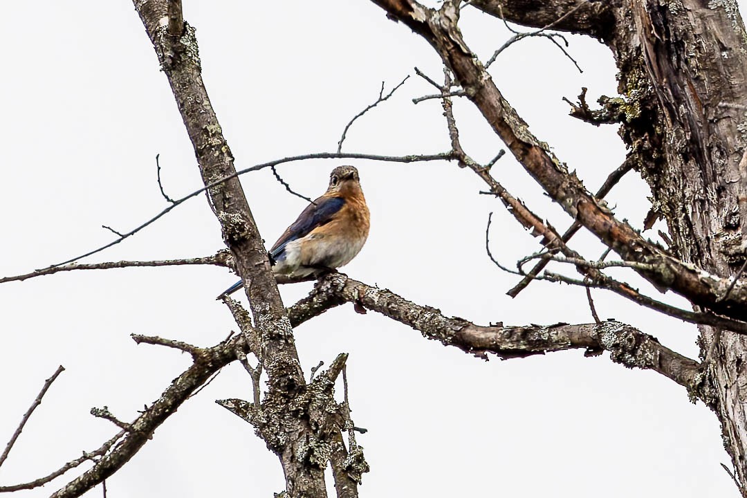 Eastern Bluebird - Sheri Minardi