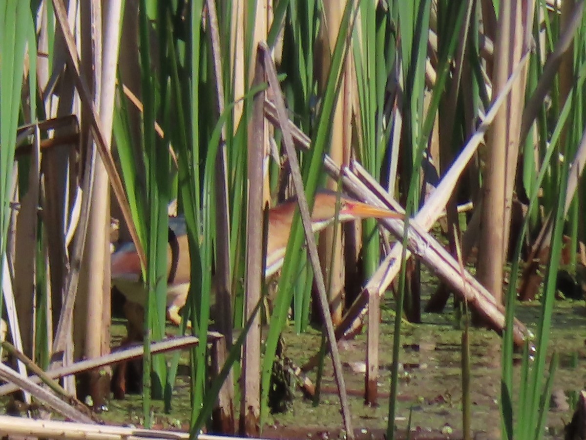 Least Bittern - Bernard Leduc