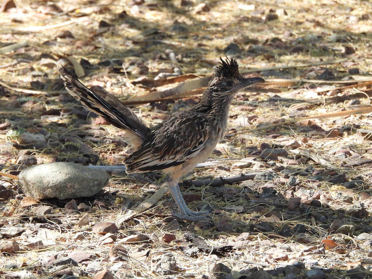 Greater Roadrunner - Steve Hosmer