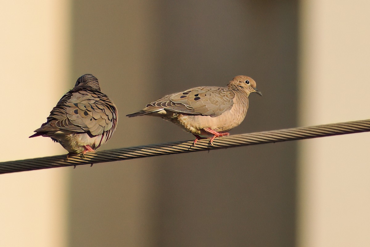 Ruddy Ground Dove - Dirk Engelen