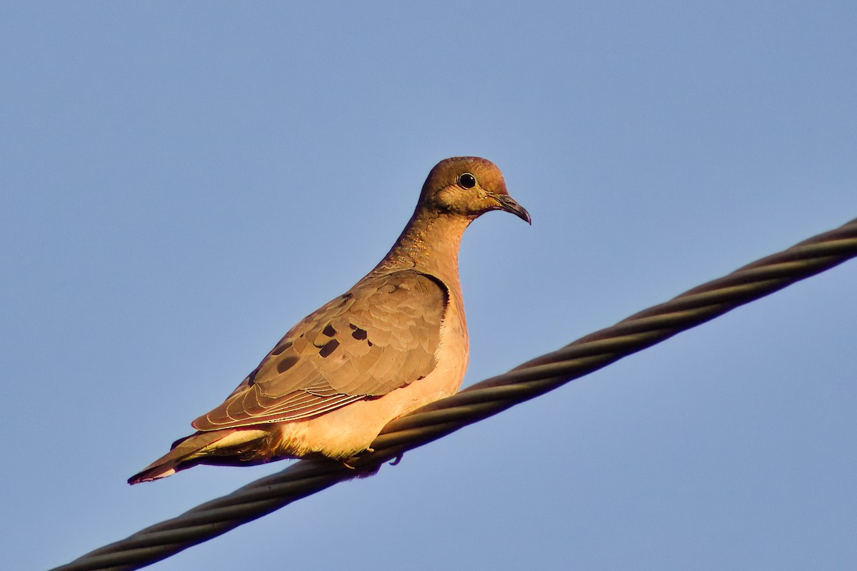 Ruddy Ground Dove - Dirk Engelen