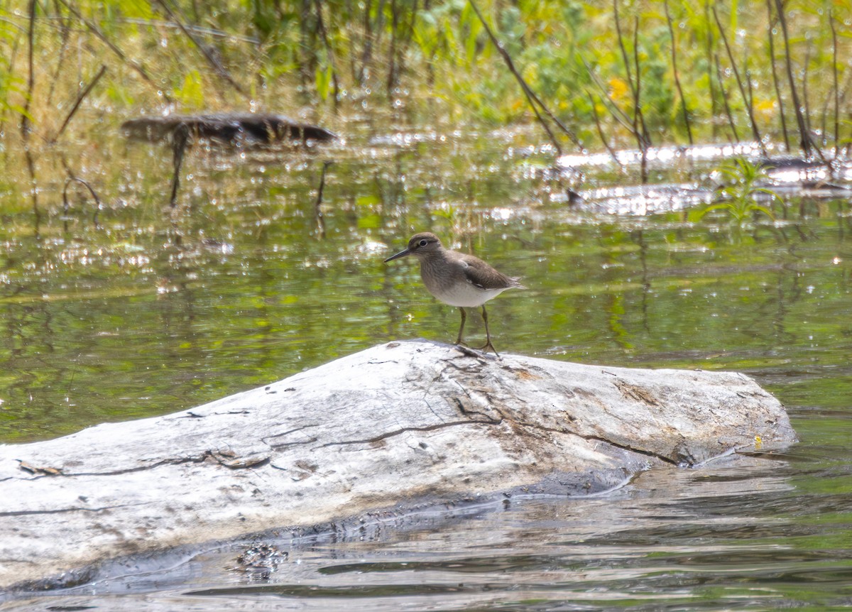 Green Sandpiper - Kevin  Brix