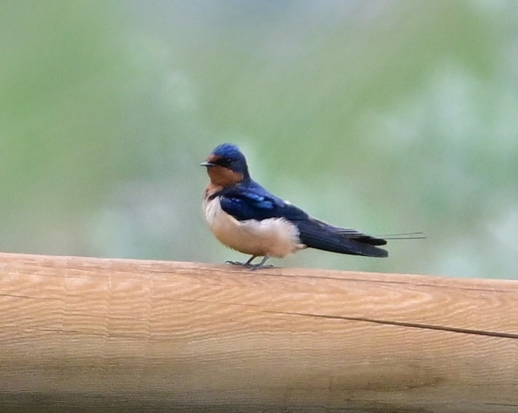 Barn Swallow - Bruce Raup