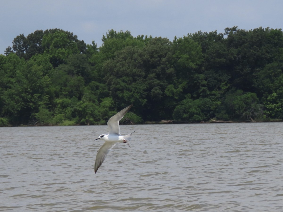 Forster's Tern - ML619581421