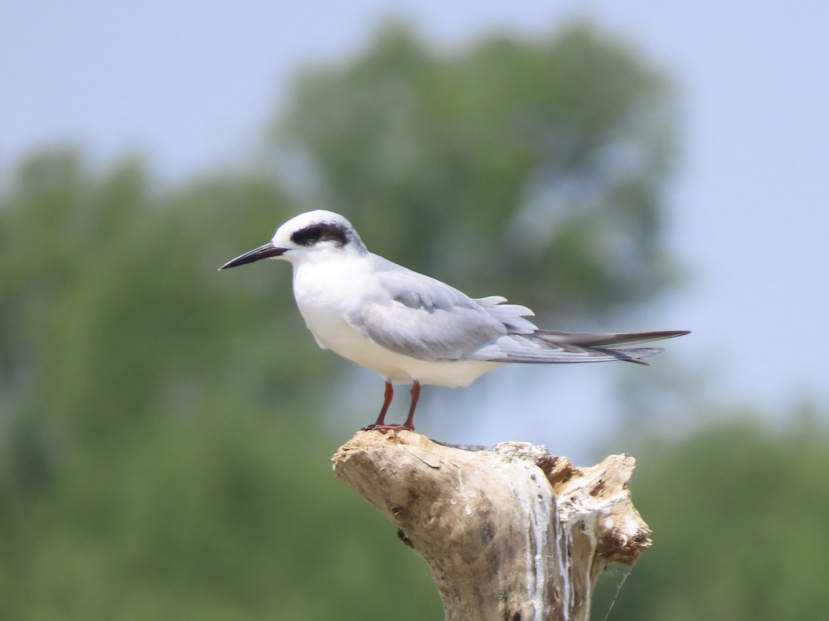 Forster's Tern - Ruben  Stoll